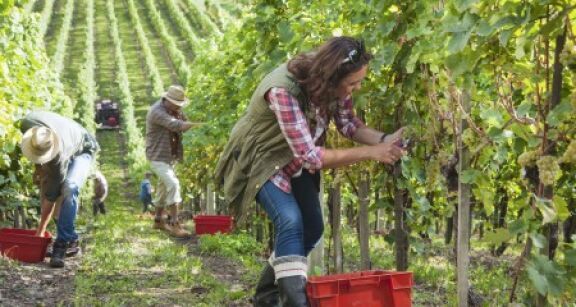 Exonération des travailleurs agricoles occasionnels : où en est-on ?