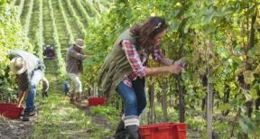 Exonération des travailleurs agricoles occasionnels : où en est-on ?