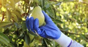 Production de poires : montant de l’aide couplée végétale 2024