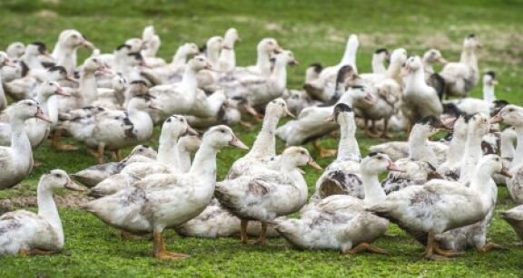 Aviculture : le risque de grippe aviaire redevient modéré