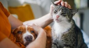 Retour à la normale pour le marché des animaux de compagnie en 2024