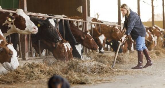 Élevage bovin : provision pour hausse de la valeur du stock de vaches