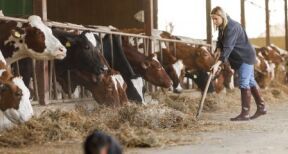 Élevage bovin : provision pour hausse de la valeur du stock de vaches