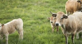 Elevage bovin : aide aux veaux sous la mère et aux veaux bio 2024