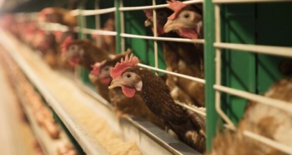 Aviculture : indemnisation des pertes dues à la grippe aviaire