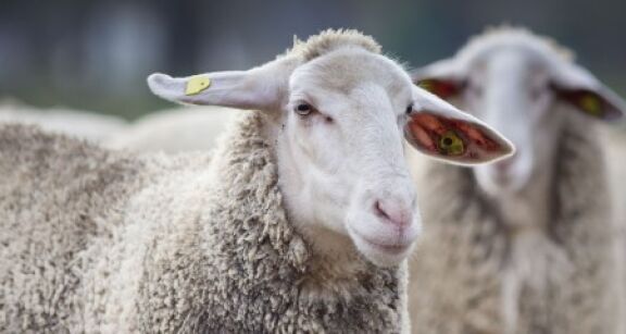 Élevages ovins et bovins : financement d’une campagne vaccinale contre la FCO