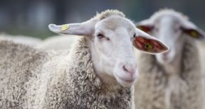Élevages ovins et bovins : financement d’une campagne vaccinale contre la FCO