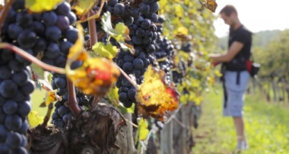 Calcul de l’indemnité due à un exploitant agricole en fin de bail