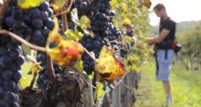 Calcul de l’indemnité due à un exploitant agricole en fin de bail