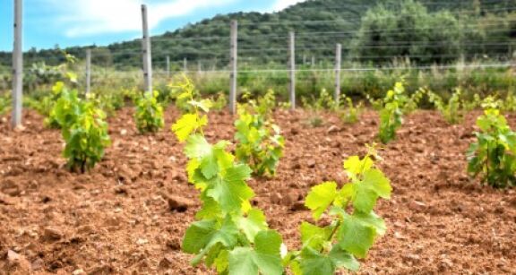 Viticulture : autorisations de plantation de vignes nouvelles pour 2025