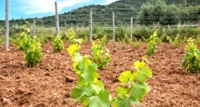 Viticulture : autorisations de plantation de vignes nouvelles pour 2025