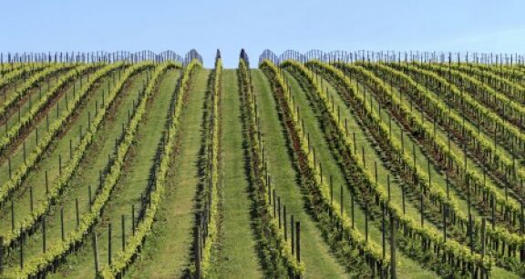 Viticulture : la superficie du vignoble mondial en recul
