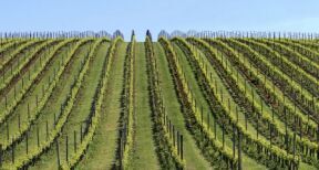 Viticulture : la superficie du vignoble mondial en recul