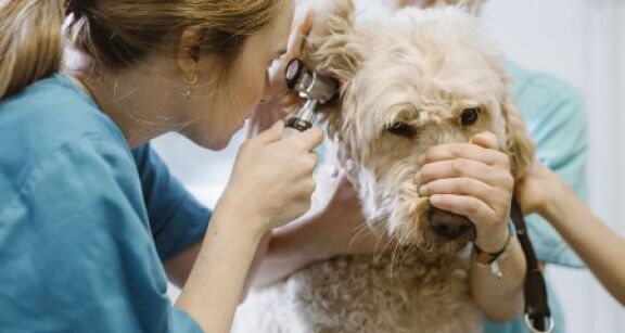 Vétérinaires : le Guide des bonnes pratiques de prescription remis à jour