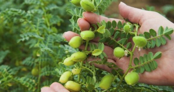 Culture de légumineuses : autorisation temporaire de certains produits 