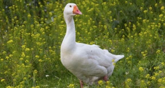 Aviculture : le risque de grippe ramené à « négligeable »