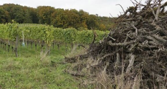 Viticulture : report de la date limite pour l’arrachage des vignes
