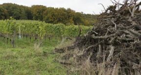 Viticulture : report de la date limite pour l’arrachage des vignes