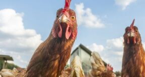 Aviculture : aide aux éleveurs de poules pondeuses affectés par la grippe aviaire
