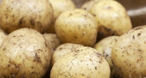 Producteurs de pommes de terre : déclarez vos surfaces !