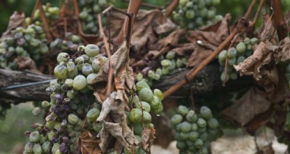 Viticulture : lutte contre la flavescence dorée de la vigne