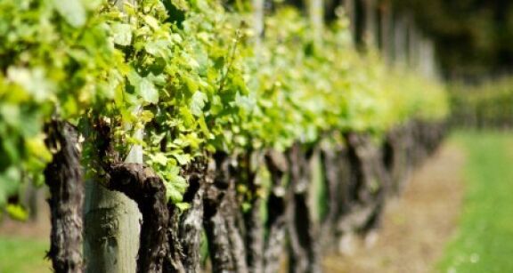 Viticulture : aide à l’arrachage de vignes mères de porte-greffes
