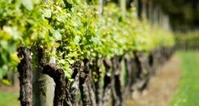 Viticulture : aide à l’arrachage de vignes mères de porte-greffes