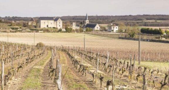 Viticulture : une amende pour les détenteurs de vignes en friche