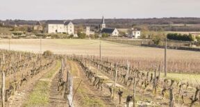 Viticulture : une amende pour les détenteurs de vignes en friche