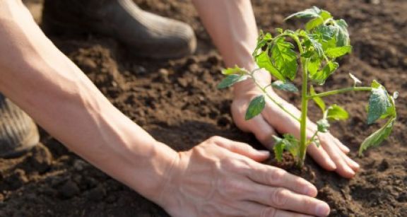 Installation progressive en agriculture&#x00a0;: comment s&#x2019;affilier &#x00e0; la MSA&#x00a0;?