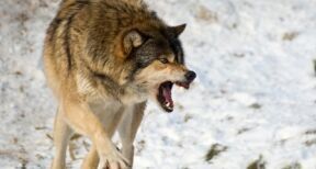Élevages bovins et équins : tirs de défense des troupeaux contre les loups