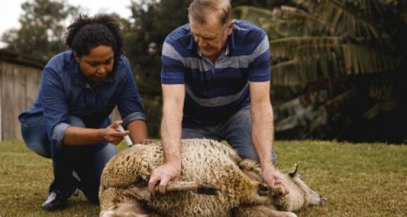 Élevages ovins et bovins : campagne de vaccination contre la FCO