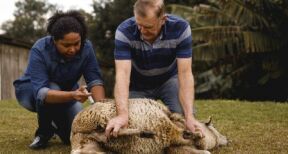 Élevages ovins et bovins : campagne de vaccination contre la FCO