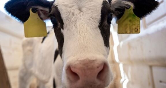 Elevage bovin : revalorisation des montants de l’aide 2024