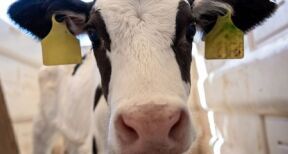 Elevage bovin : revalorisation des montants de l’aide 2024