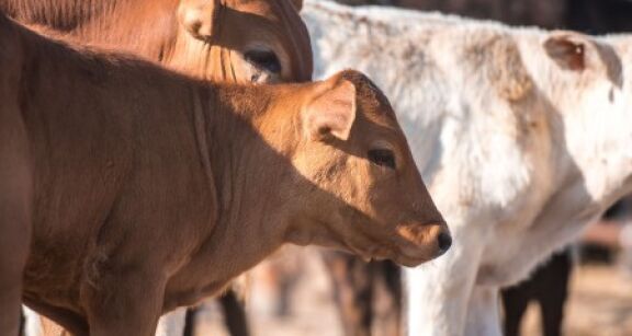 Élevage bovin : indemnisation des éleveurs impactés par la dermatose nodulaire contagieuse