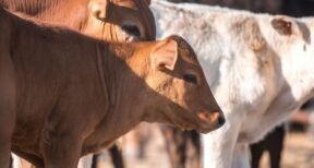 Élevage bovin : indemnisation des éleveurs impactés par la dermatose nodulaire contagieuse