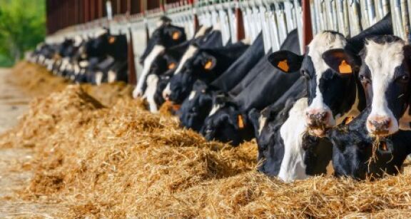 Agriculture : ce que prévoit la loi Duplomb