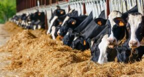Agriculture : ce que prévoit la loi Duplomb