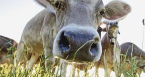 Élevage bovin : dépistage de la tuberculose bovine