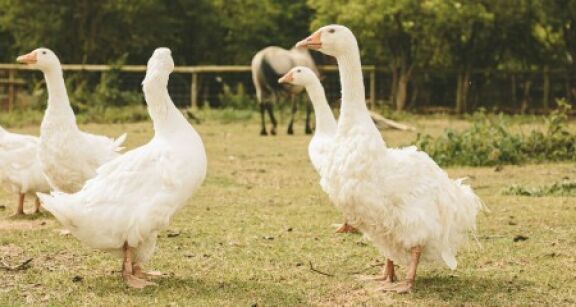 Aviculture : allègement des mesures de prévention contre la grippe aviaire