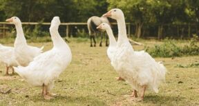 Aviculture : allègement des mesures de prévention contre la grippe aviaire