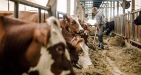 Elevage bovin : une nouvelle zone réglementée pour la DNC