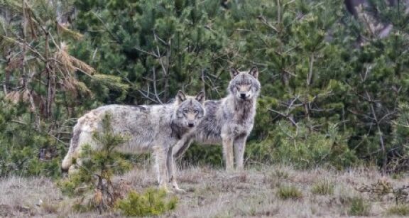 Élevages bovins, ovins, caprins : tirs de défense contre les loups