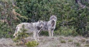 Élevages bovins, ovins, caprins : tirs de défense contre les loups