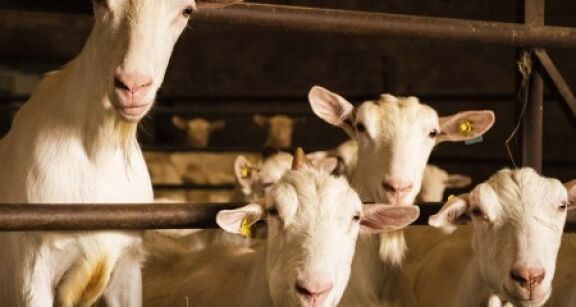 Élevages bovins, ovins et caprins : montant des aides Pac 2025