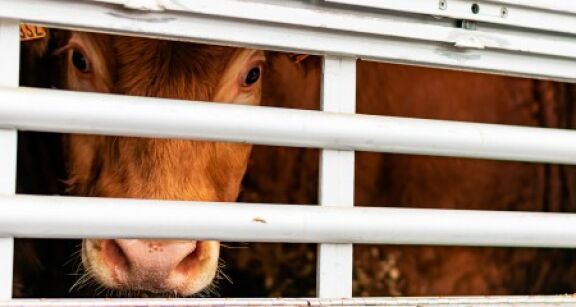 La future réglementation européenne sur le transport des animaux à l’arrêt ?