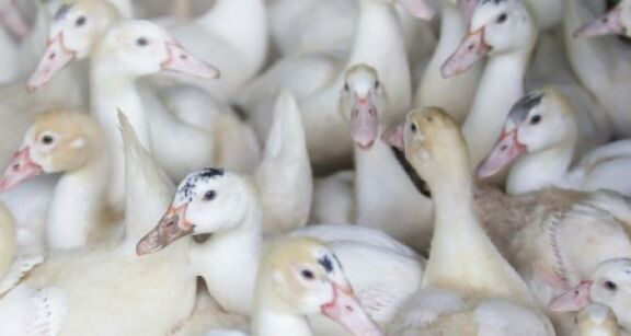 Aviculture : le risque de grippe aviaire redevient « élevé » !