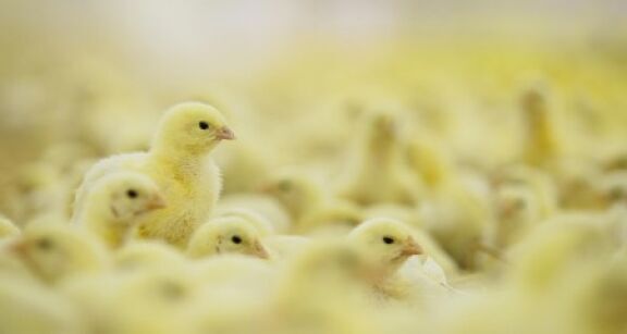 Élevage de poules pondeuses : financement de l’ovosexage