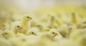 Élevage de poules pondeuses : financement de l’ovosexage